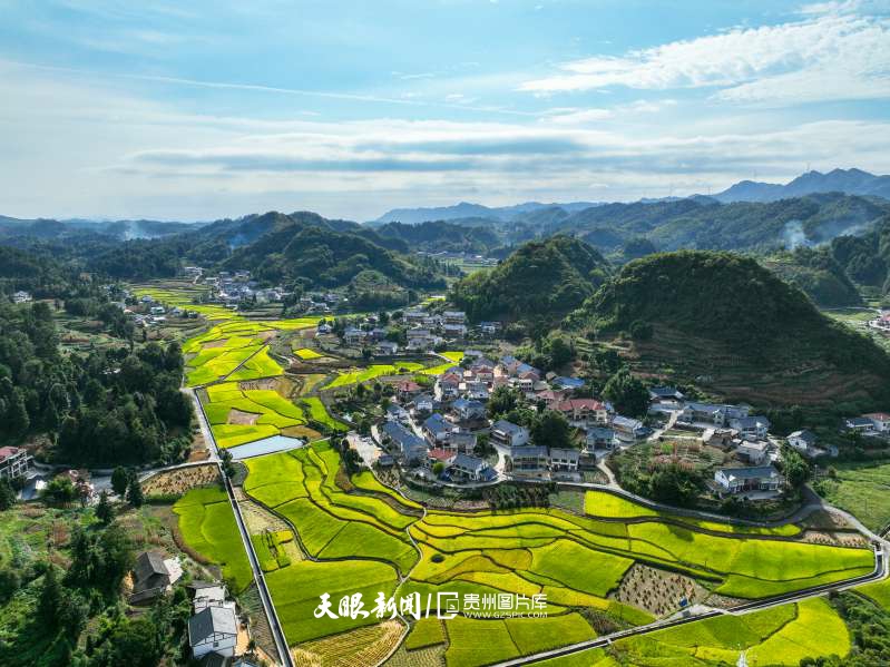 913705-2025年9月6日，贵州省遵义市播州区枫香镇花茂村，水稻陆续进入成熟期。(2).jpg