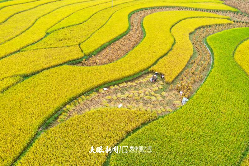 913556-2025年9月11日，在贵州省黔西市锦星镇洪湖村，村民收割成熟的稻谷。.jpg