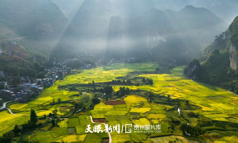 912626-2025年9月7日，贵州省黔西南布依族苗族自治州望谟县大观镇伏开村，圣境粮仓，伏开稻香！村里500亩优质水稻逐渐迎来了收割季，清晨的峡谷徐徐拉开了五谷丰登庆丰收的田园画卷，预示着又一个丰收年的到来！.jpg