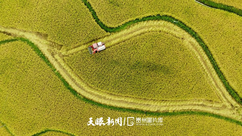 913617-9月11日，农机手驾驶联合收割机在贵州省绥阳县旺草镇水稻种植基地里收割水稻（无人机照片）。.jpg
