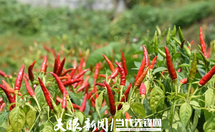 微信图片_20250821102802.bmp