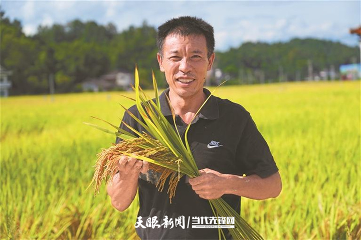 遵义市湄潭县永兴镇茅坝村村民李治明收获饱满的稻穗。.jpg