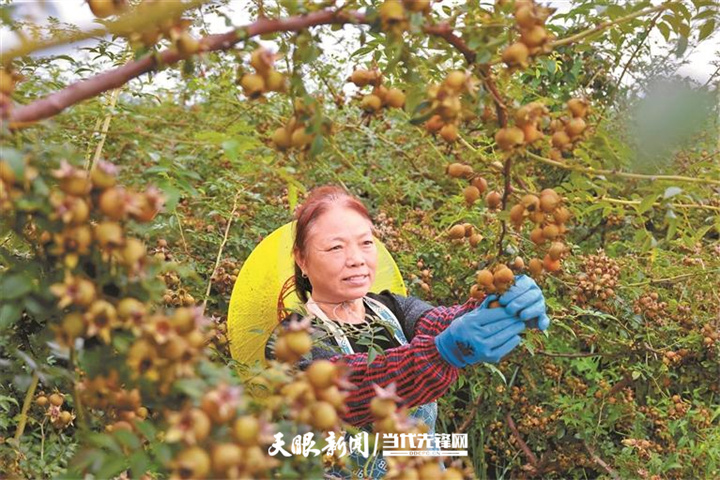 安顺市西秀区双堡镇京马村村民余登芬栽种的刺梨迎来丰收。.jpg