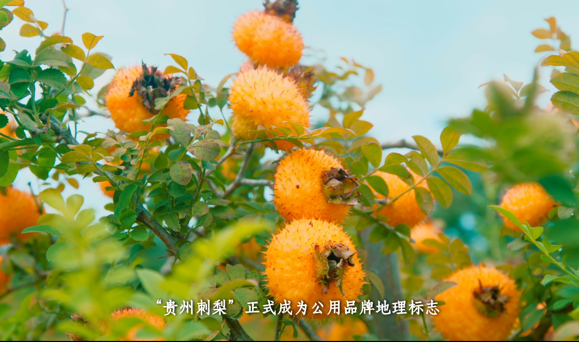 eae03330fb7d1fbfc27c738416b3f14.png