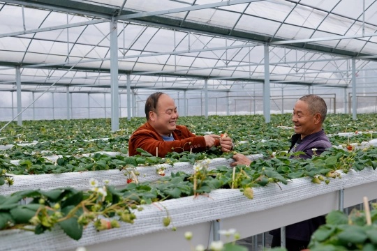 李世瑶查看草莓长势.jpg