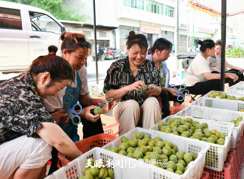dD0xNzg0NTk5ODQxX3I9NGI3YTBhYWJfdz04MDBfcT0xMDBfZT1qcGc=.webp 安顺市镇宁县蜂糖李采收忙。今年,镇宁蜂糖李迎来丰产年,预计总产量将达到7.7万吨。图为6月5日,当地农户正有序分拣采收后的蜂糖李,确保果品品质。贵州日报天眼新闻记。张丽 摄.jpg