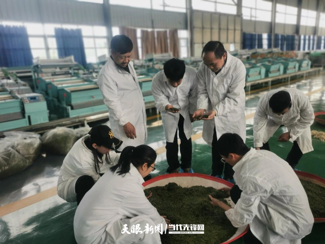 广大科技特派员深入开展技术指导，帮助农业产业提升农产品加工转化率，提高附加值。图为国家科技特派团水城团团长王家伦深入企业指导绿茶加工.png