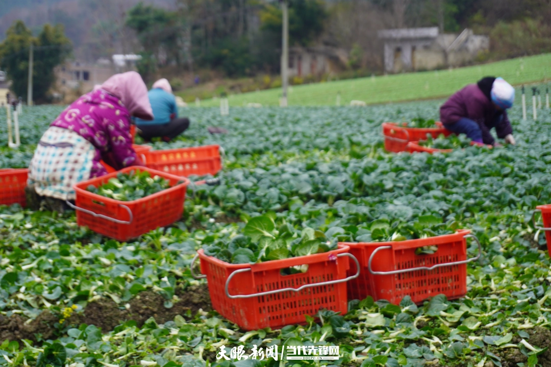 1 贵州紫云四大寨乡的蔬菜基地里，工人们正在忙着割菜。.JPG