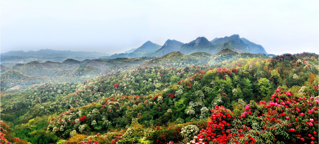 百里杜鹃  饶丽 摄.jpg