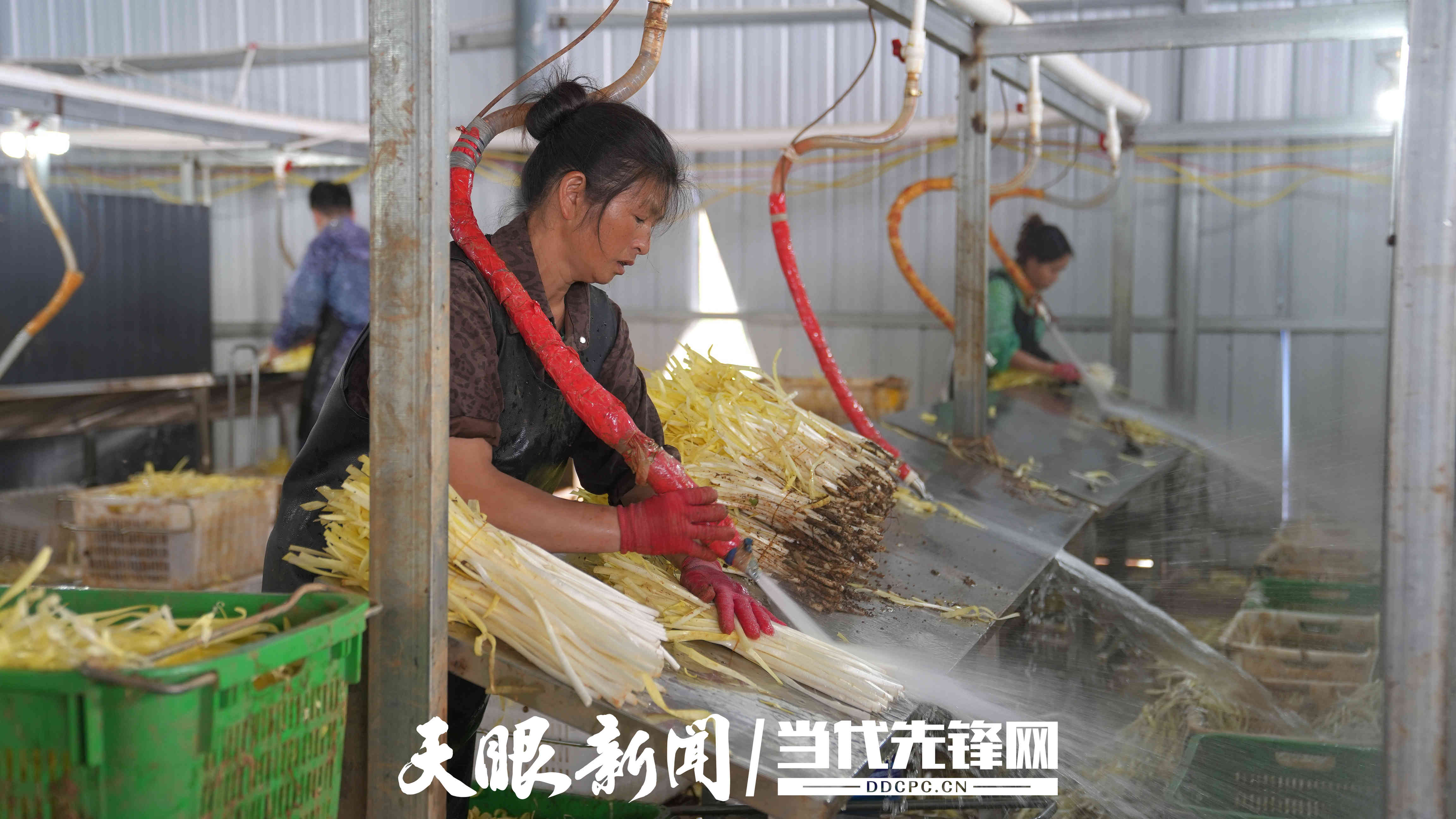 17786661325364.jpg 微信图片_20260513170516_1315_197.jpg