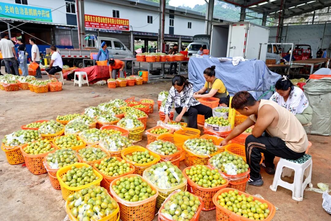 太坪村农特产品交易市场内蜂糖李交易火热-FZ10022232888.JPG