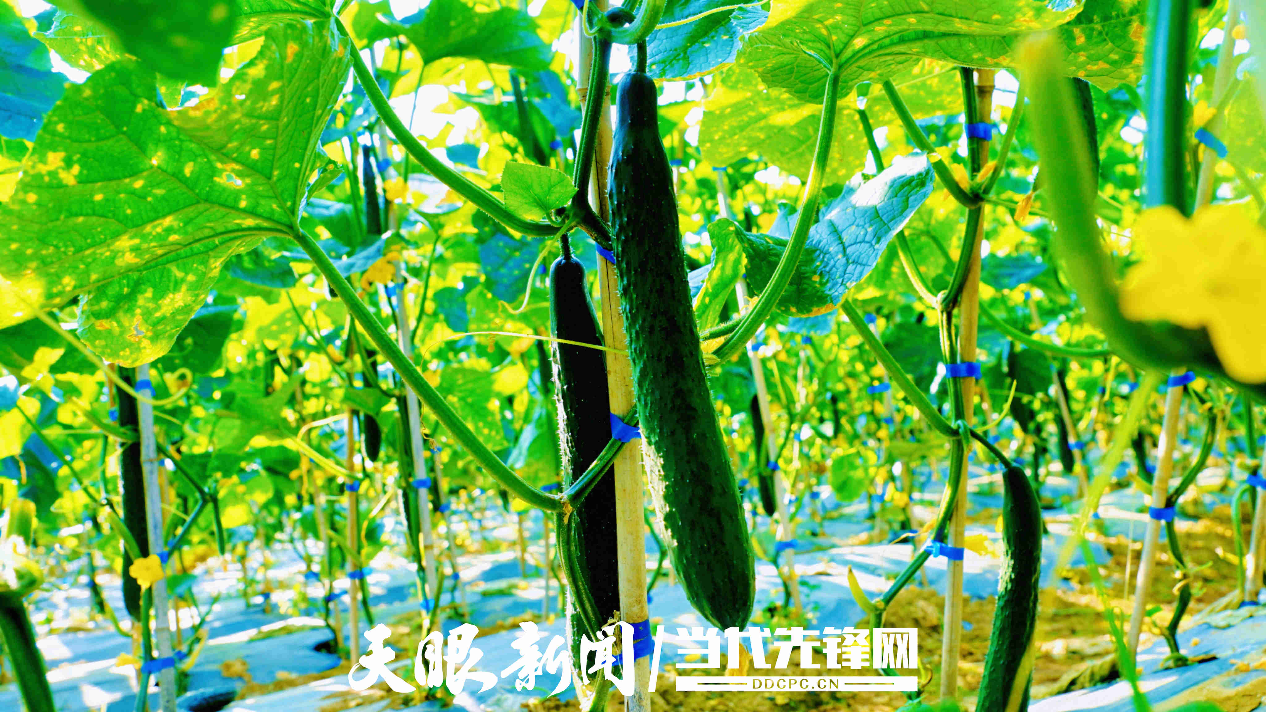 微信图片_20260727165131_4162_54.jpg