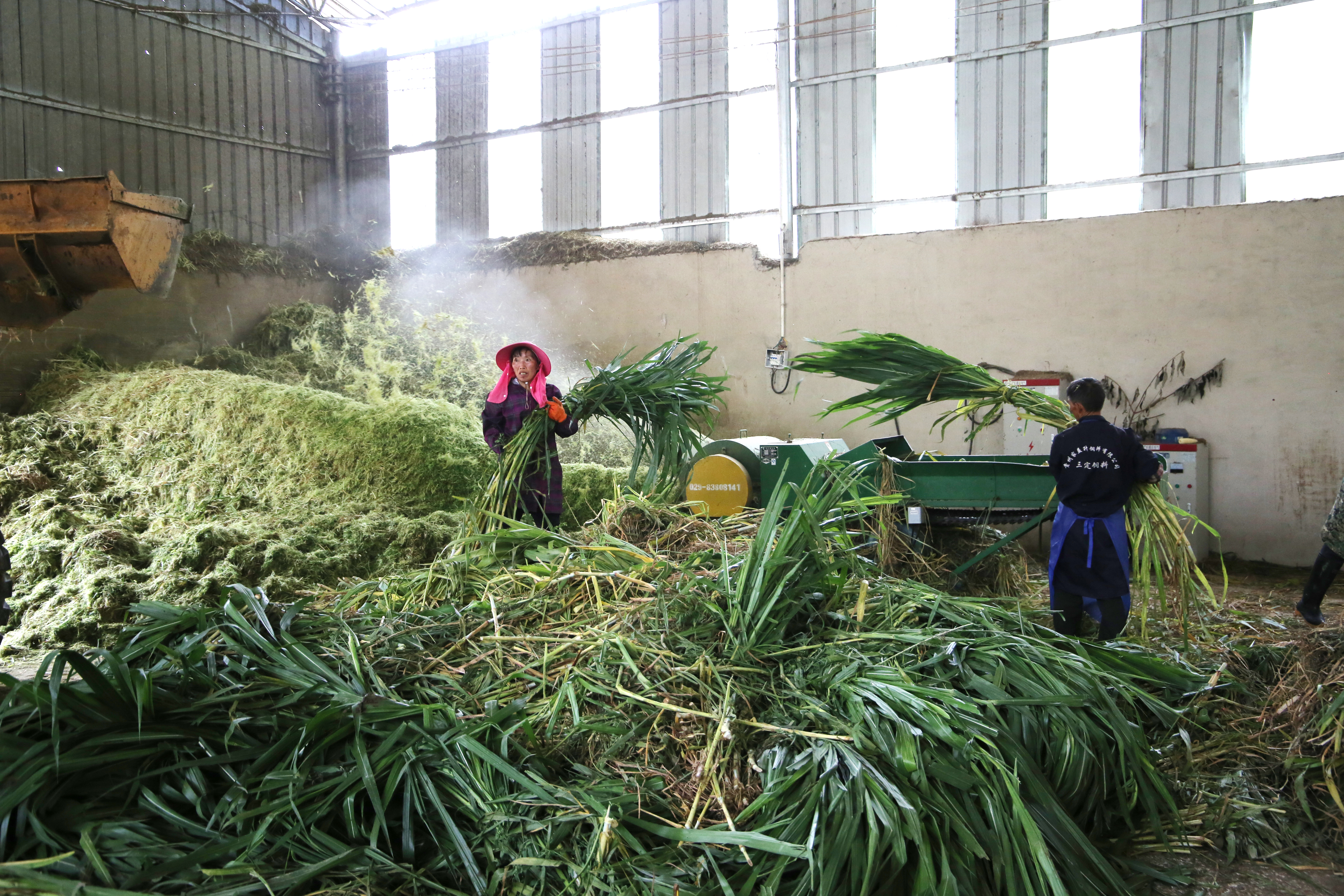 02 皇竹草加工.JPG