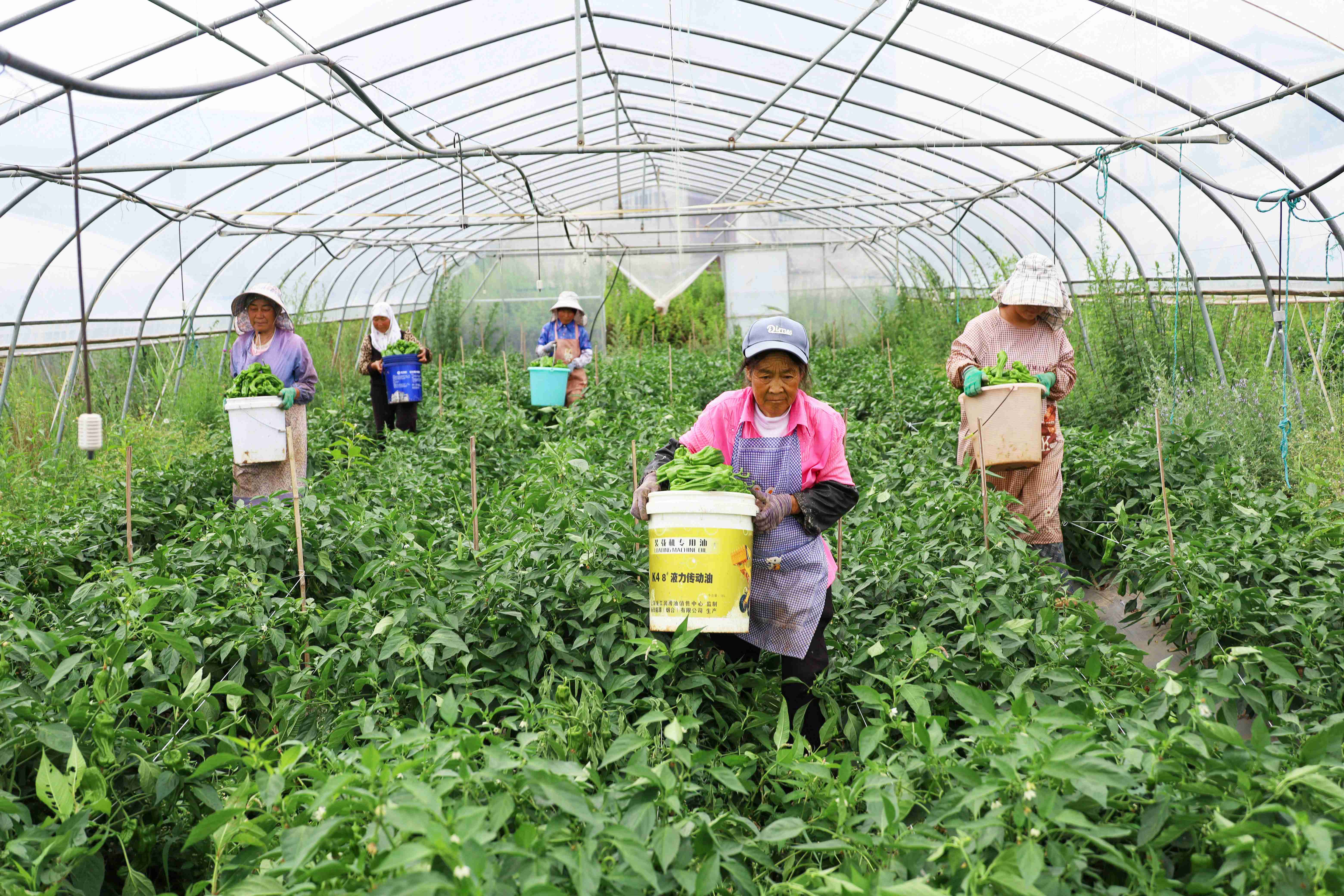 毕节市威宁自治县观风海镇果化村蔬菜大棚辣椒采收现场。罗喜贵.JPG