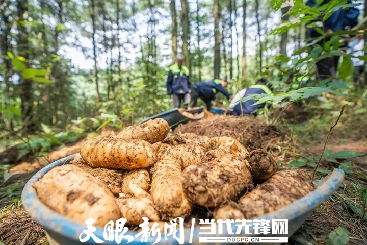 dD0xNzg3MzAwNDI3X3I9NGQyNmRjZDFfdz03MjBfcT0xMDBfZT1qcGc=.webp 毕节市七星关区拱拢坪国家级森林公园里,村民正在采收林下天麻 罗大富 摄.jpg
