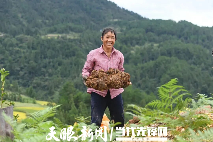 dD0xNzg3MzAwNTQ2X3I9ZGYyMTMzNzNfdz03MjBfcT0xMDBfZT1qcGc=.webp 黔东南苗族侗族自治州镇远贵界村村民采收茯苓 吴贤和 摄.jpg