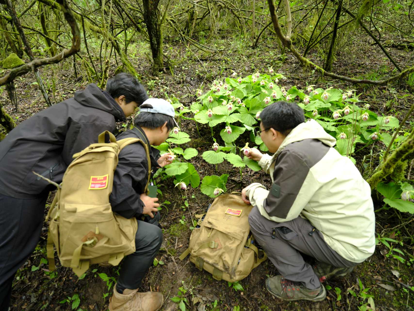 监测人员观察兰科植物生长状况,吴江华 摄.jpg