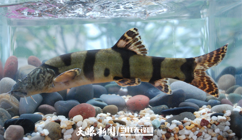 长薄鳅  照片提供：赤水市农业农村局.jpg