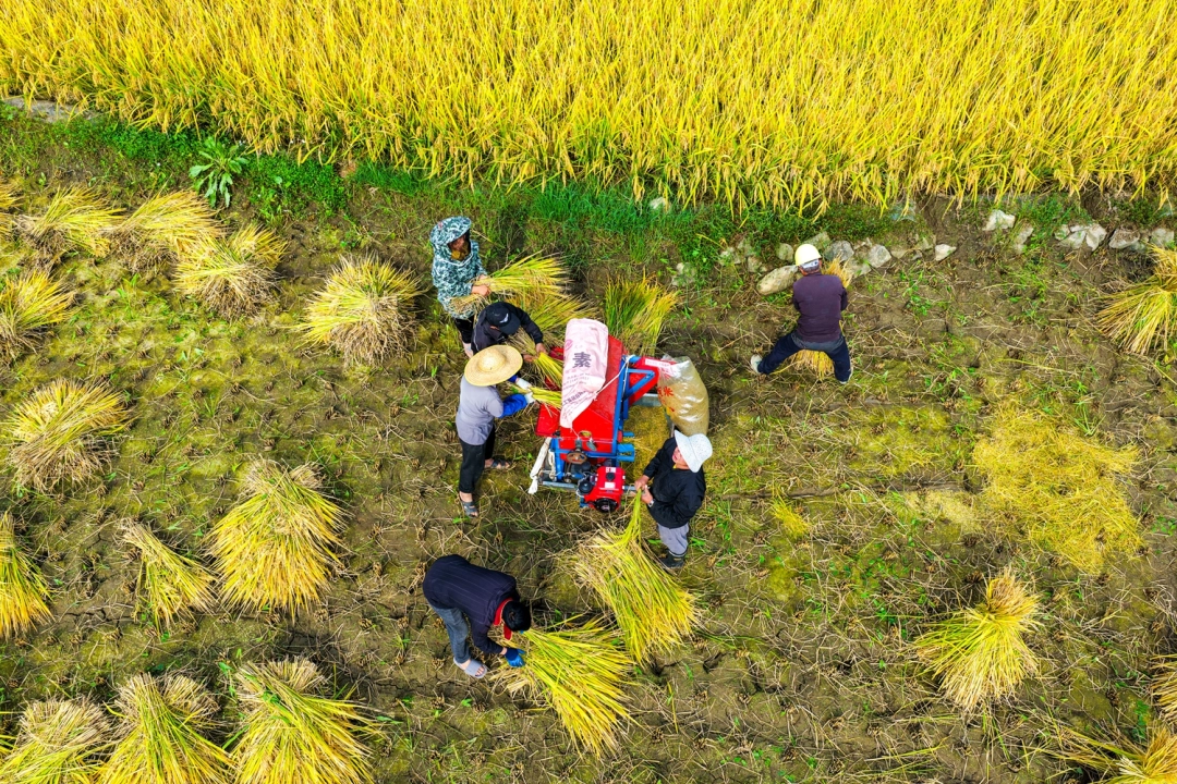 9月16日，在黔西市金碧镇高标准农田里，村民利用小型收割机抢收水稻。.png