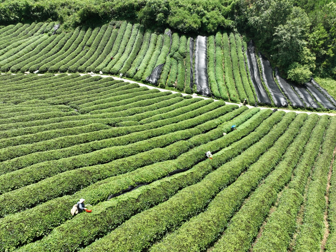 DJI_0038.JPG